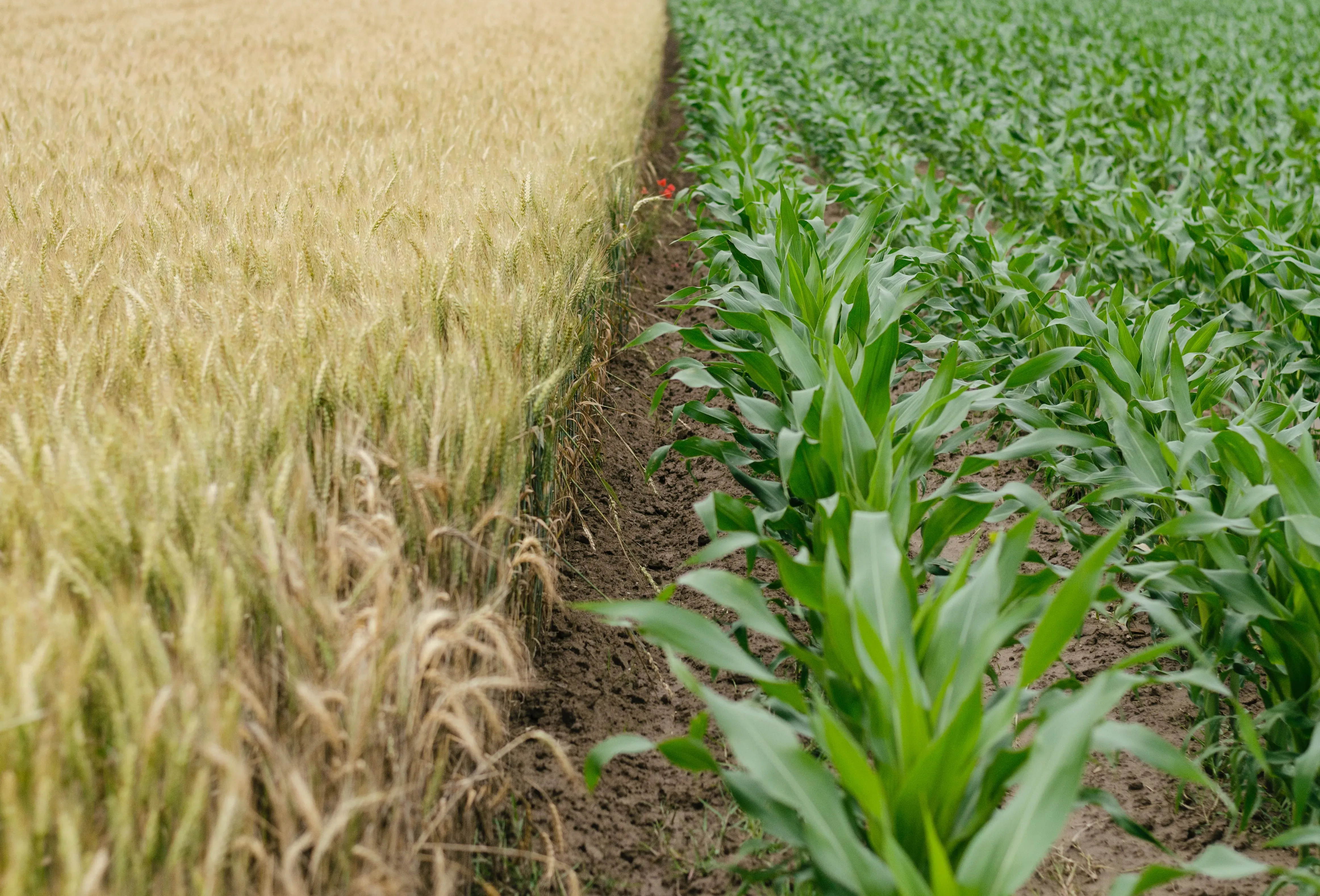 Barriers to adopting regenerative agriculture: Farmers’ financial risk of transitioning and how to mitigate it