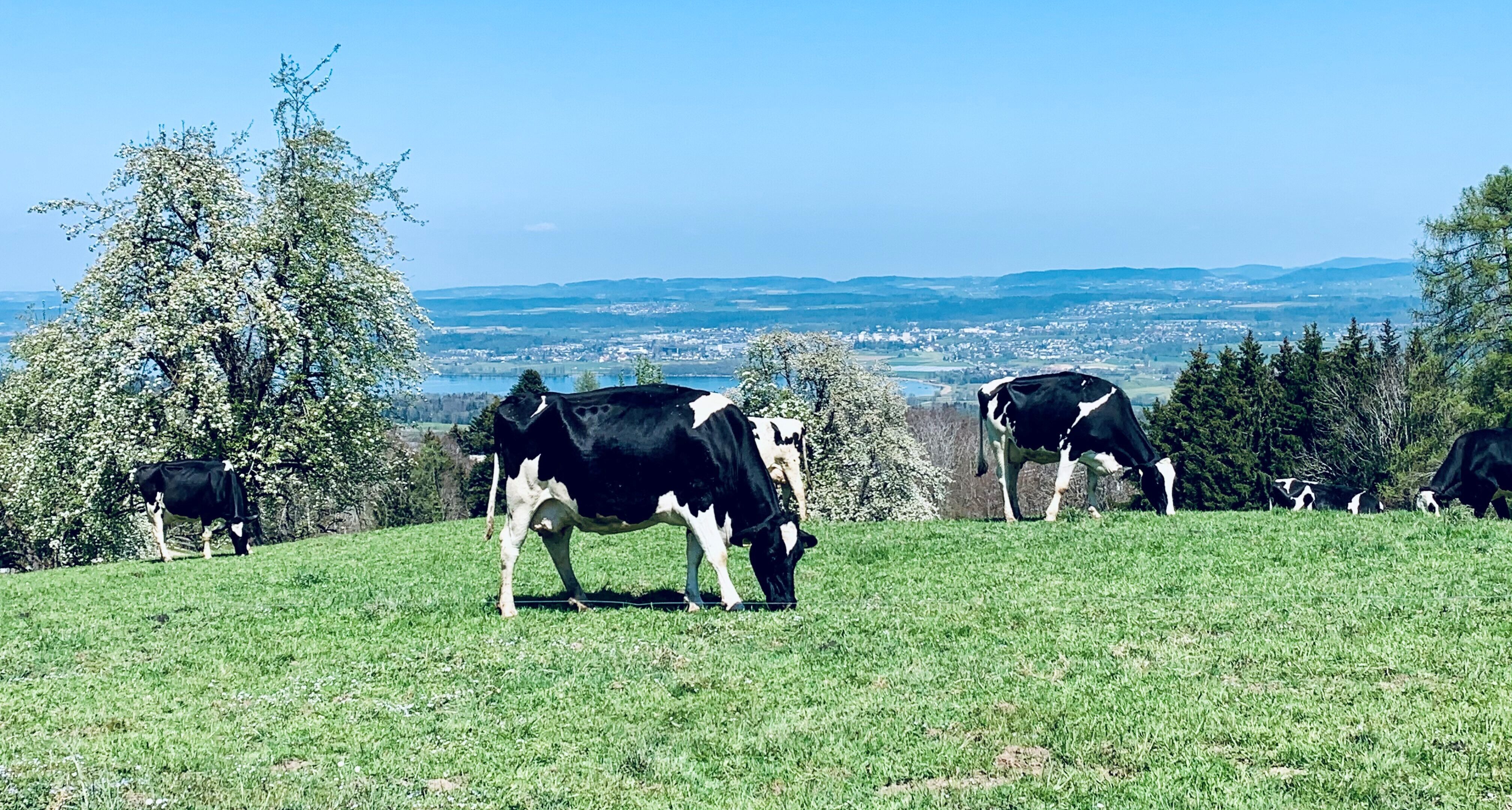 Systemic investing for food system transformation in Switzerland