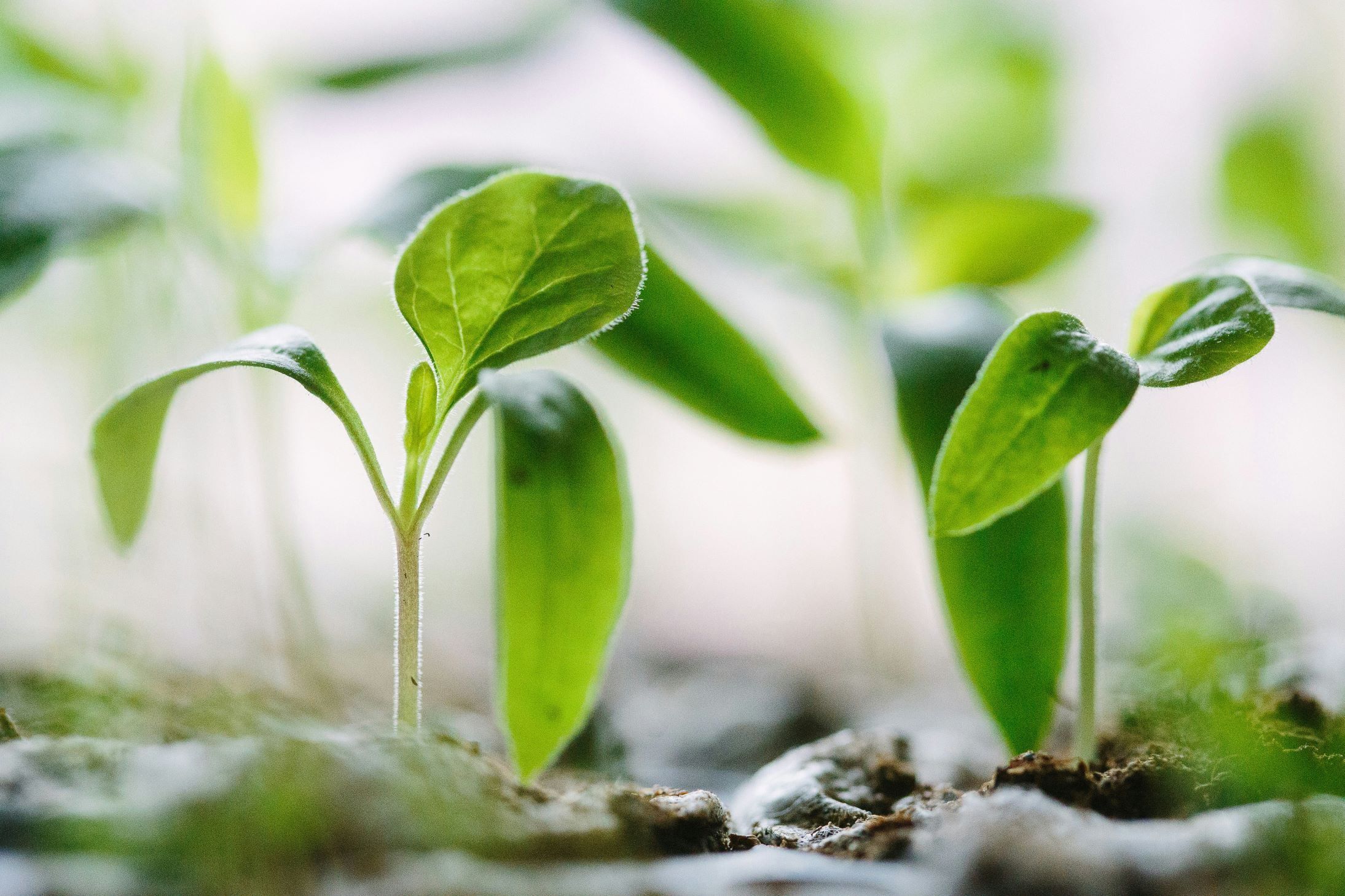 What is holding back capital flows in regenerative agriculture?