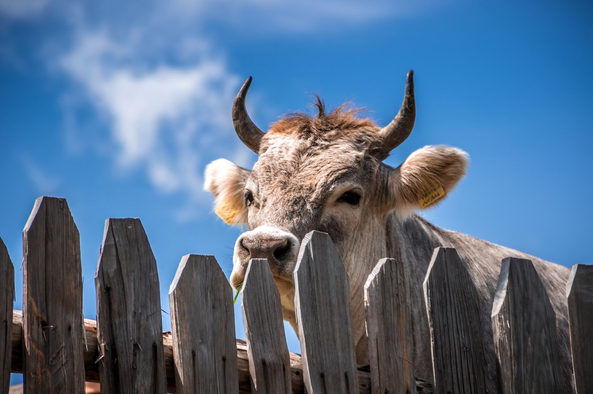 Transforming the Swiss food system